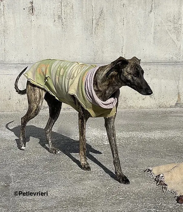 Dyula adozione levrieri galgo 01