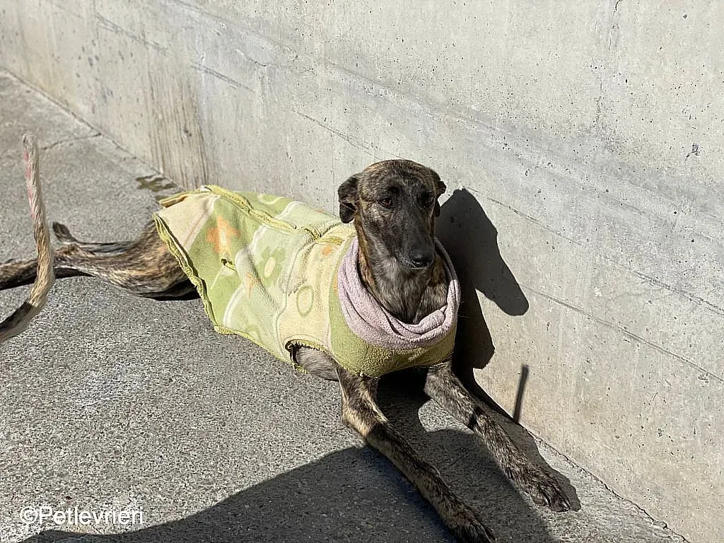 Dyula adozione levrieri galgo 010