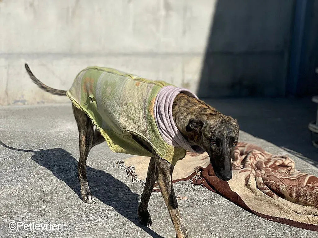 Dyula adozione levrieri galgo 011