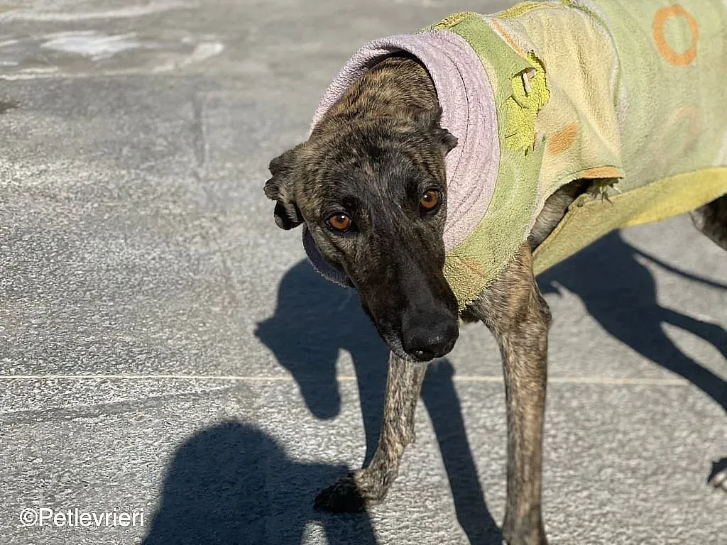 Dyula adozione levrieri galgo 012