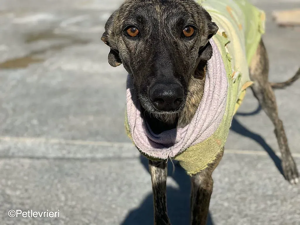 Dyula adozione levrieri galgo 02