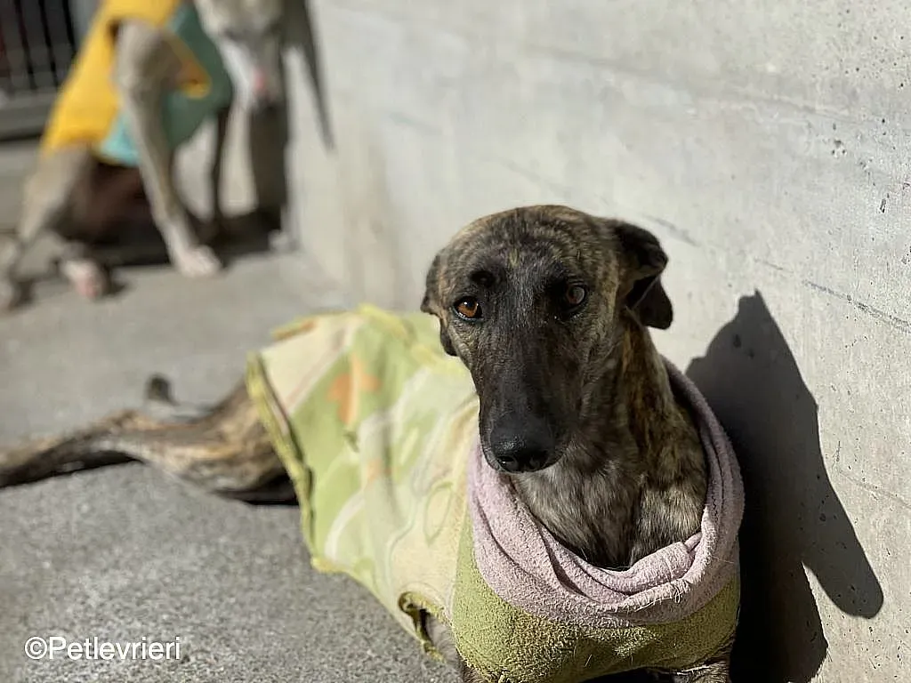 Dyula adozione levrieri galgo 03