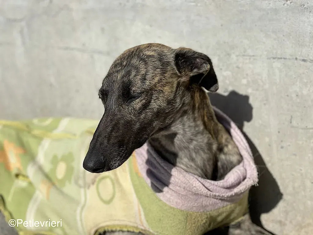 Dyula adozione levrieri galgo 05