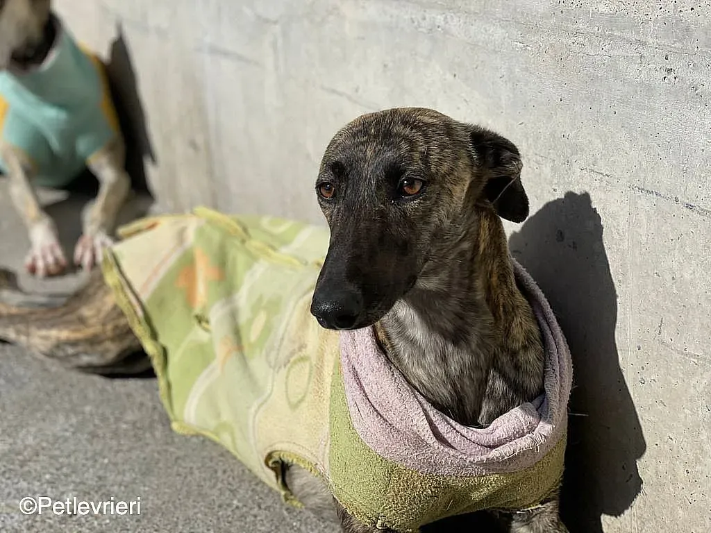 Dyula adozione levrieri galgo 06