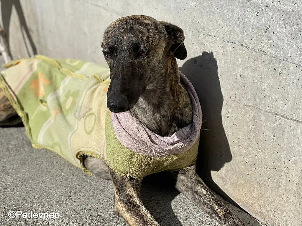 Dyula adozione levrieri galgo 07