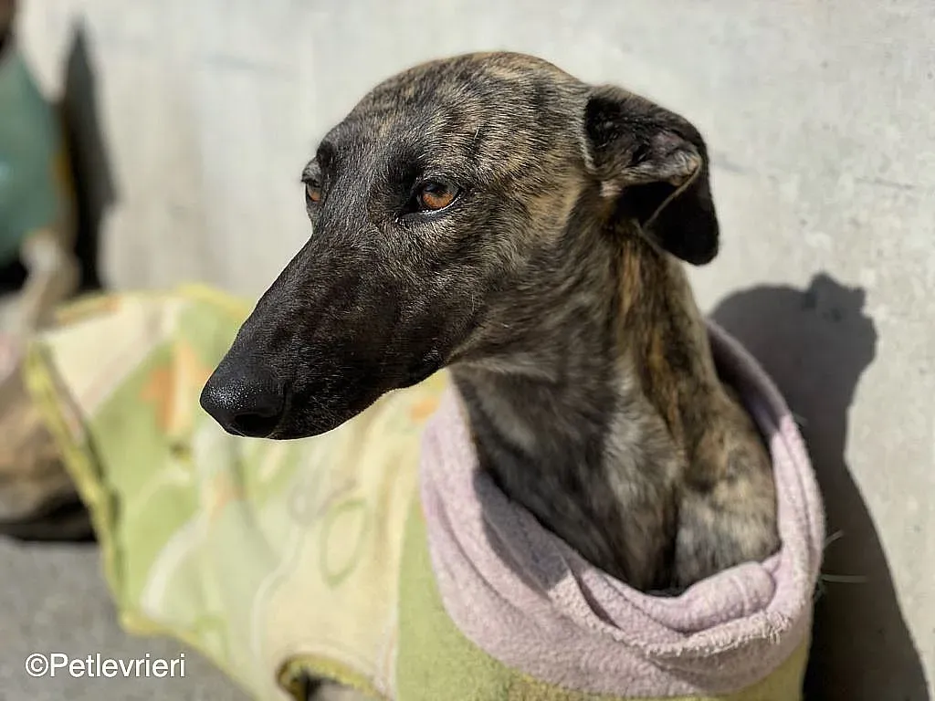 Dyula adozione levrieri galgo 08