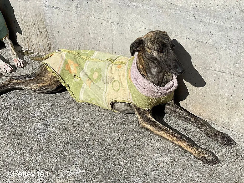 Dyula adozione levrieri galgo 09