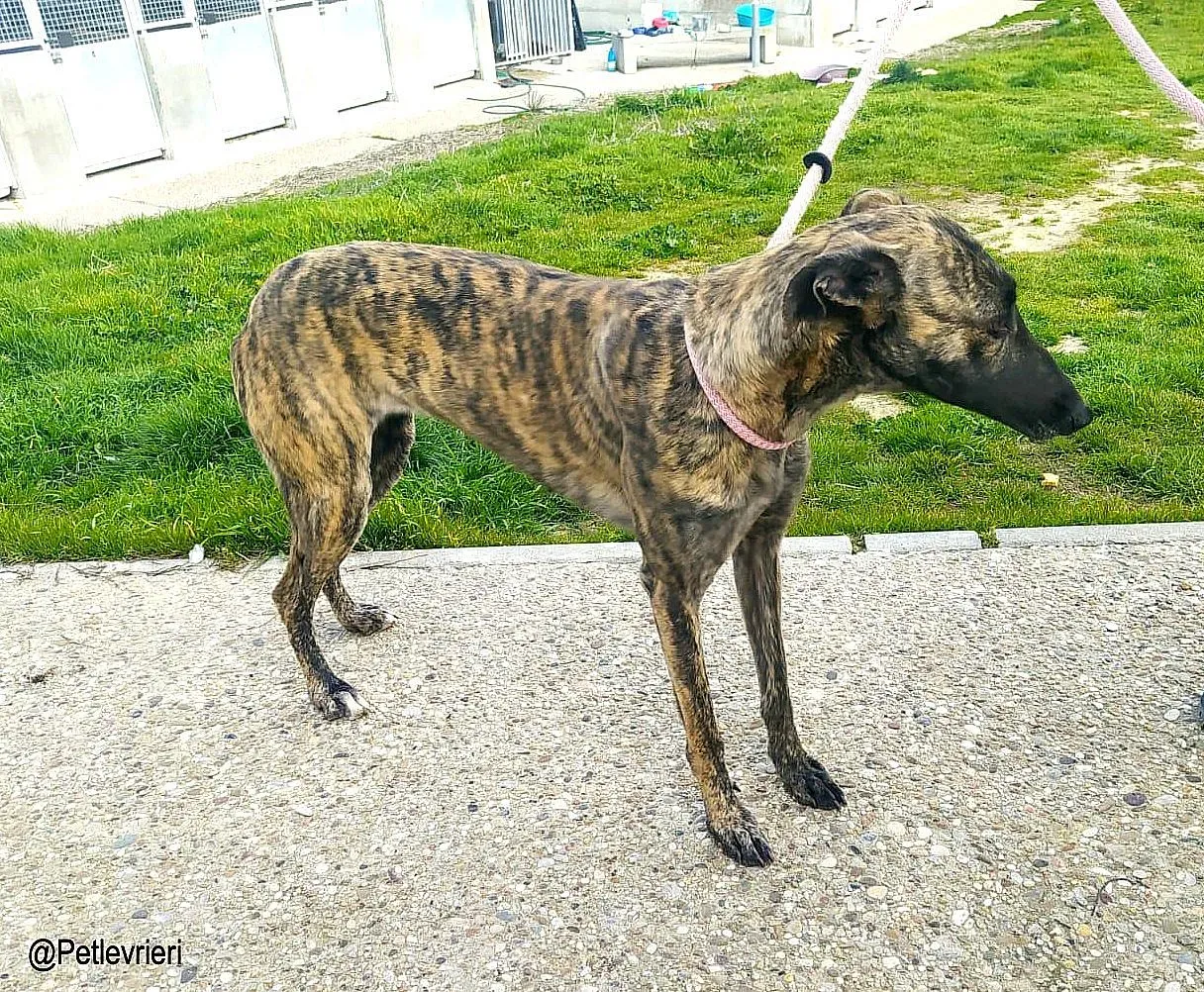Dyvia chip8343 adozione levrieri galgo 01