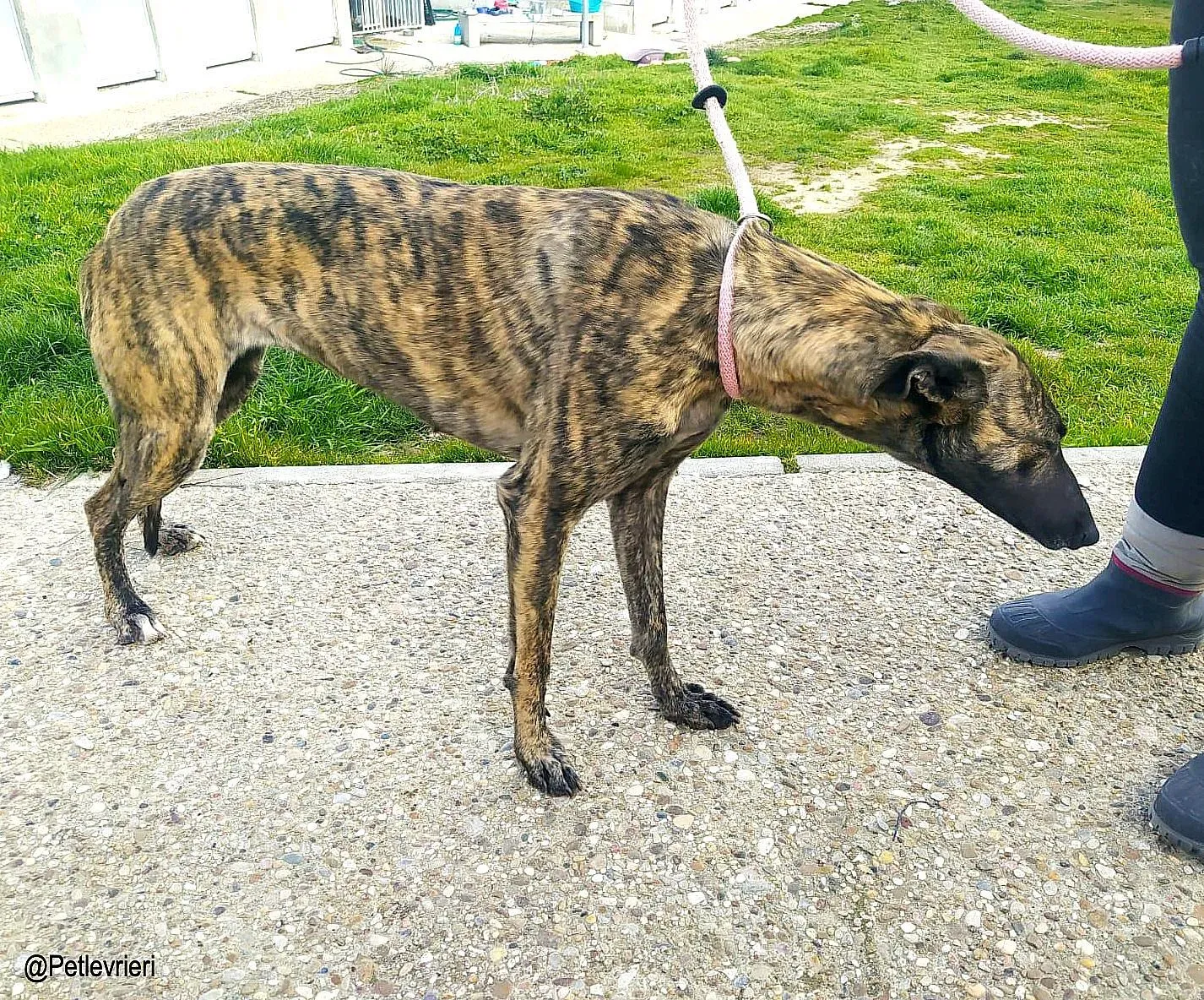 Dyvia chip8343 adozione levrieri galgo 02