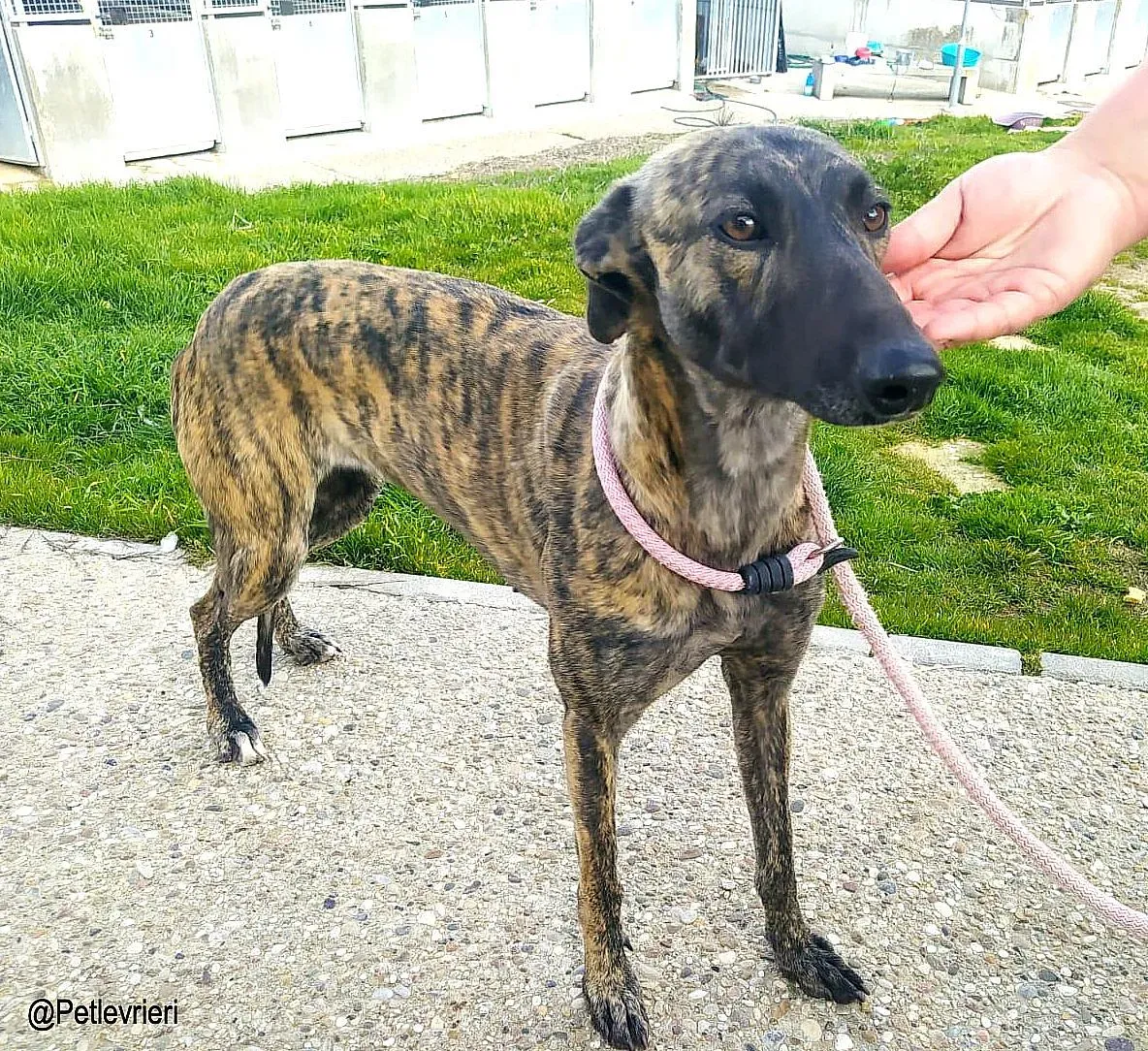 Dyvia chip8343 adozione levrieri galgo 03