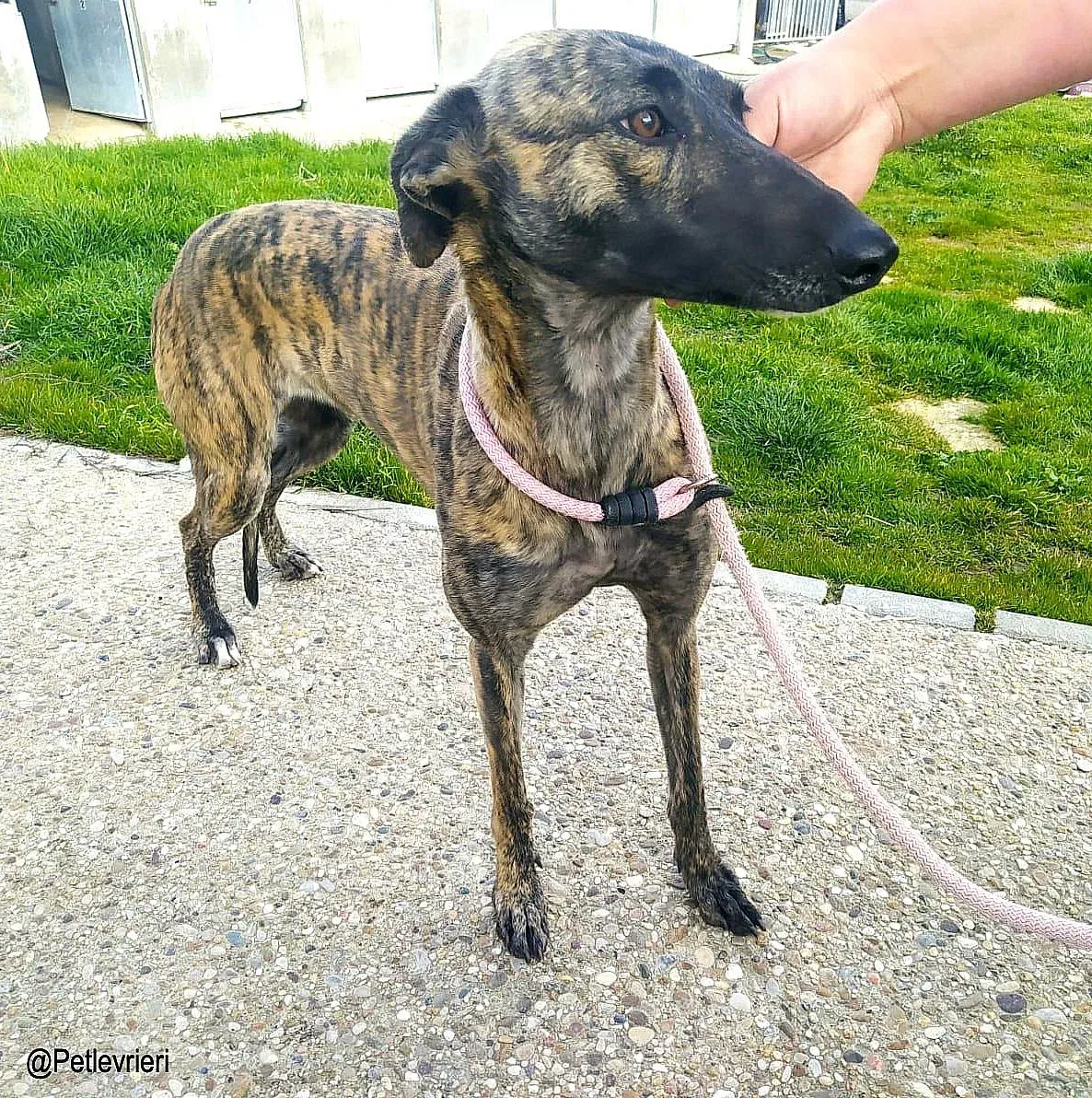 Dyvia chip8343 adozione levrieri galgo 04