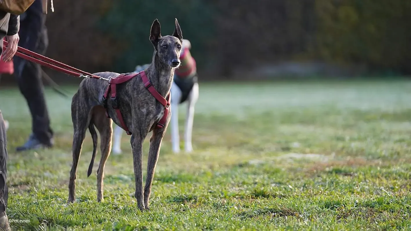 E295BE43 8D1E 482A 9F9C EB2132902127