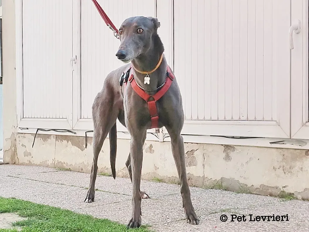 E62A0420 3813 4AA8 B201 750DA6D3F292