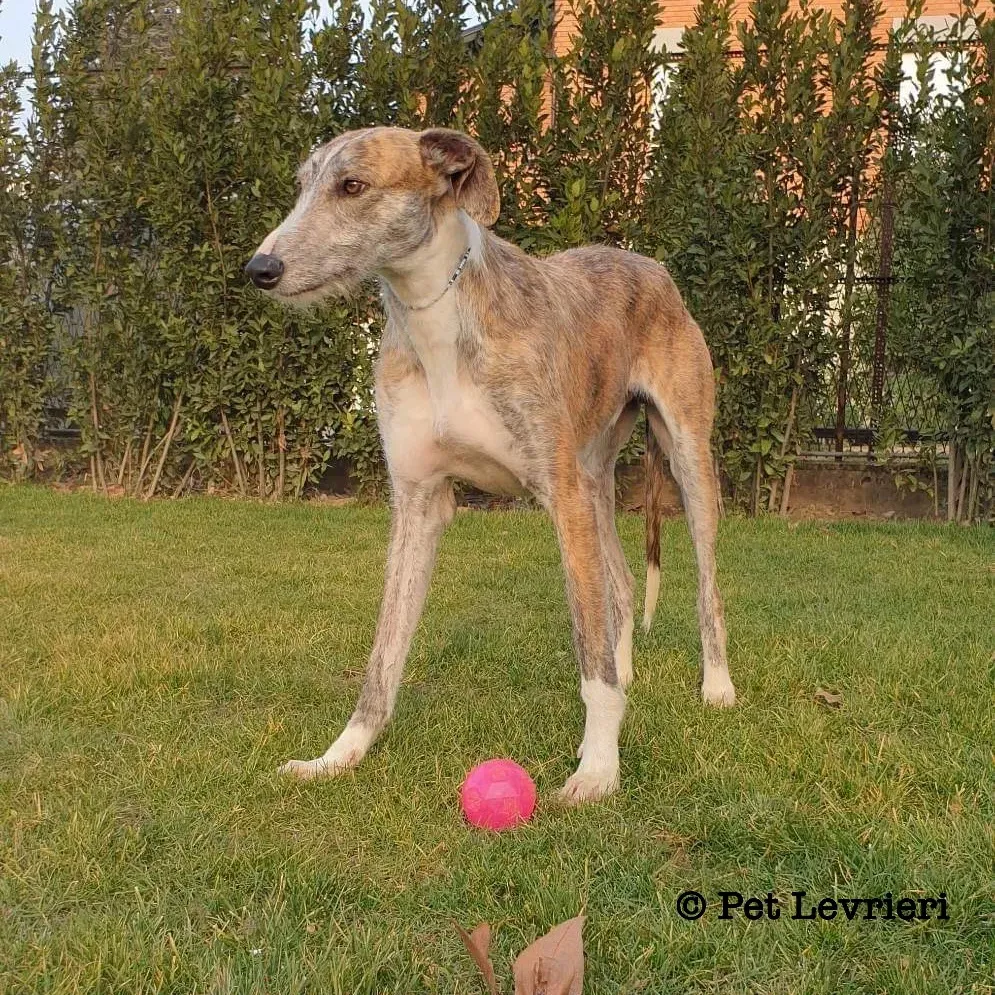 EFB85DF7 650D 4E3F AD68 83433608AE57