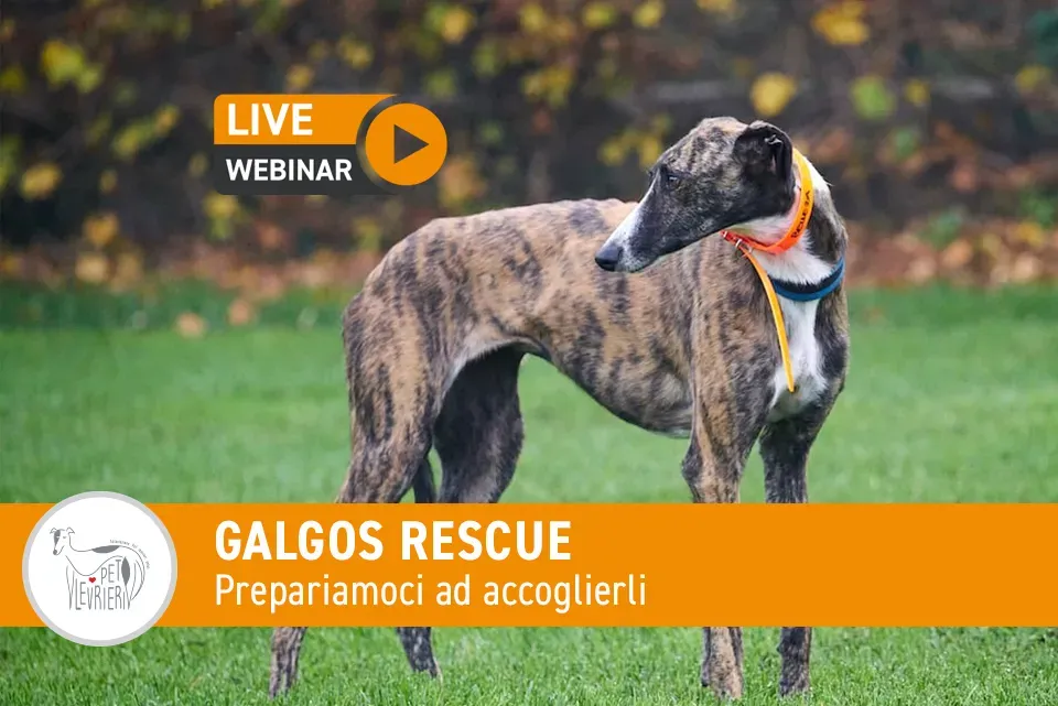 EVENTO Levrieri rescue GALGO 02
