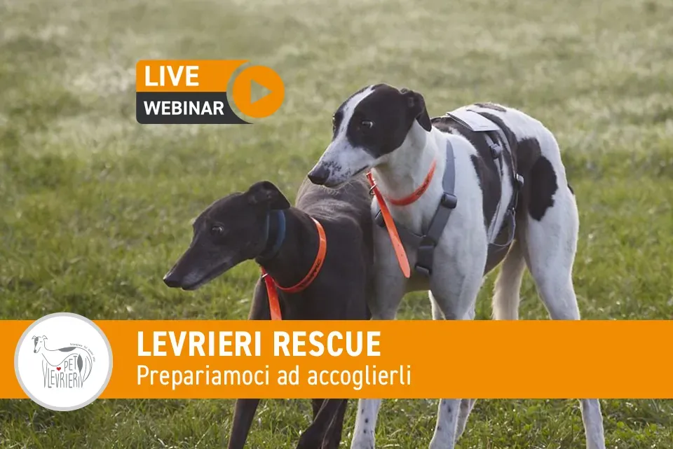 EVENTO Levrieri rescue GREY 1