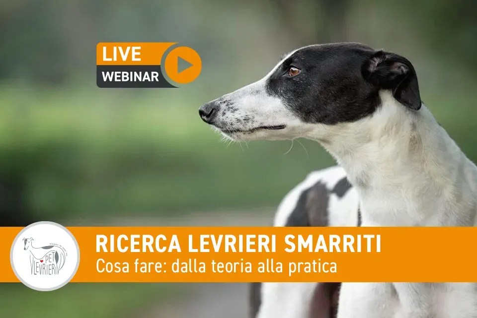 EVENTO ricerca levrieri smarriti