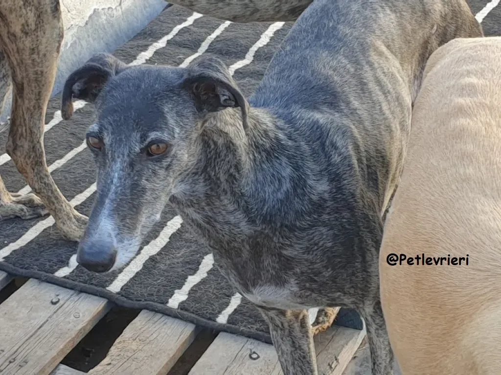 EVITA adozione galgo 02