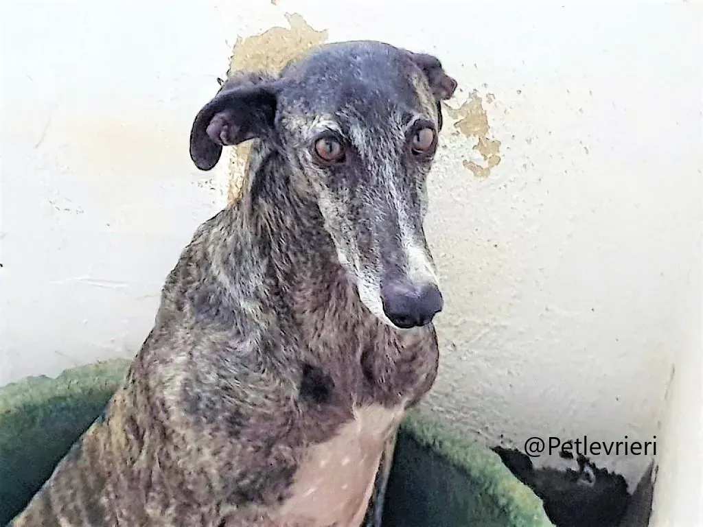 EVITA adozione galgo 04