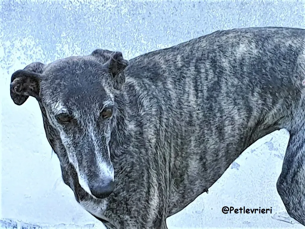 EVITA adozione galgo 05 1