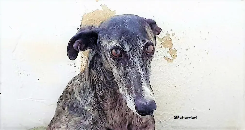 EVITA adozione galgo 05