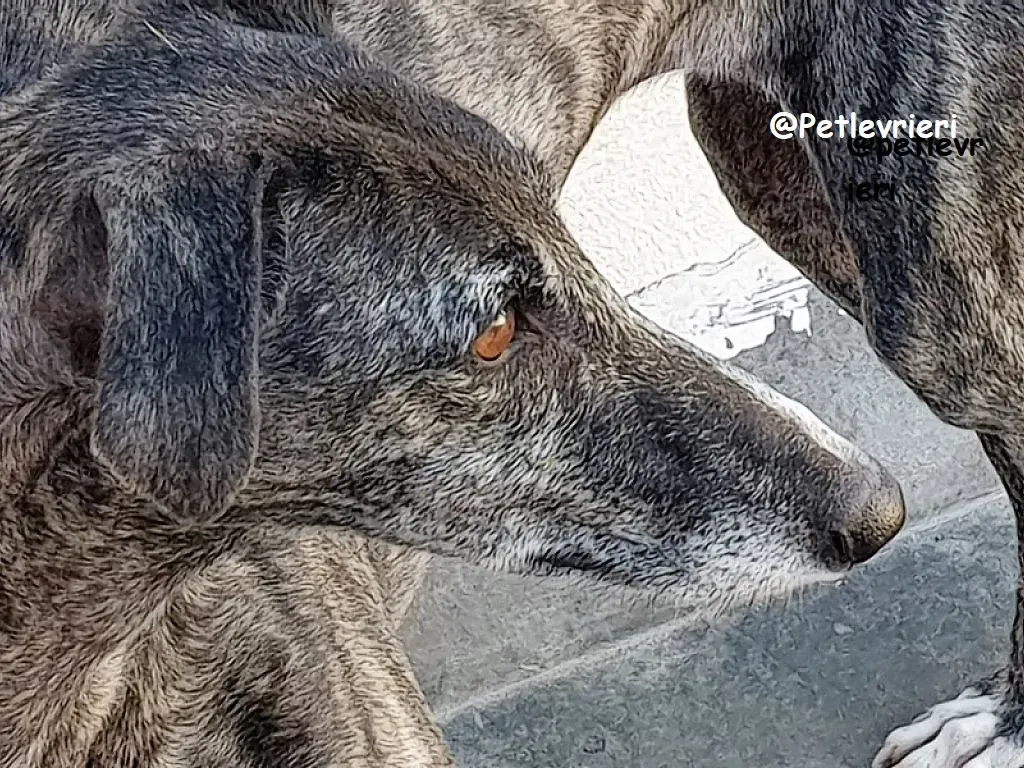 EVITA adozione galgo 06