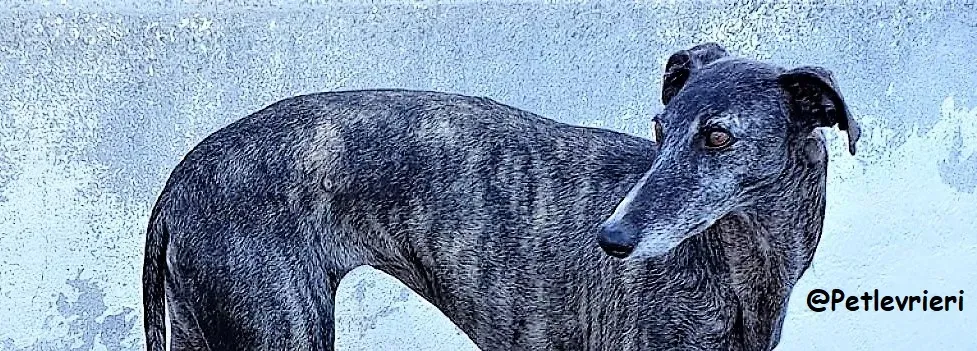 EVITA adozione galgo 08 1