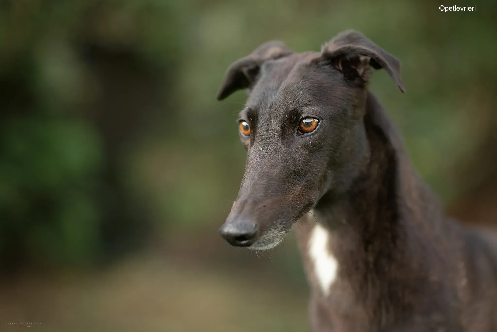 Ebony adozione levrieri greyhound 1 1