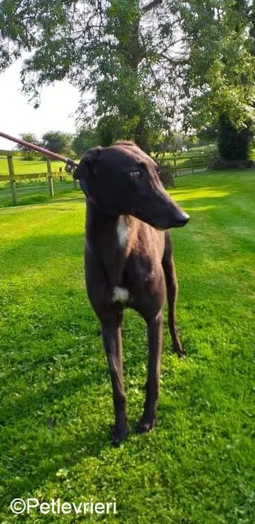 Ebony adozione levrieri greyhound 1