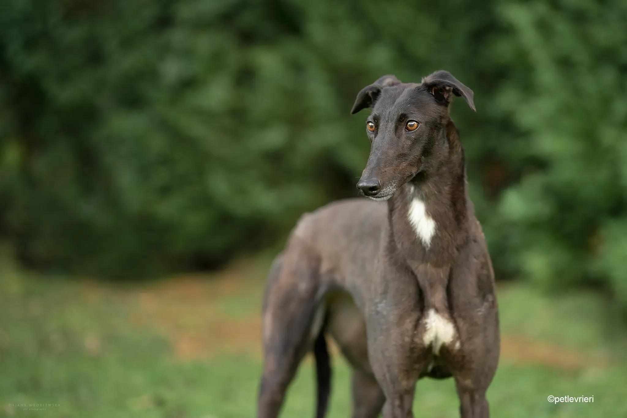 Ebony adozione levrieri greyhound 2 1