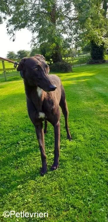 Ebony adozione levrieri greyhound 2