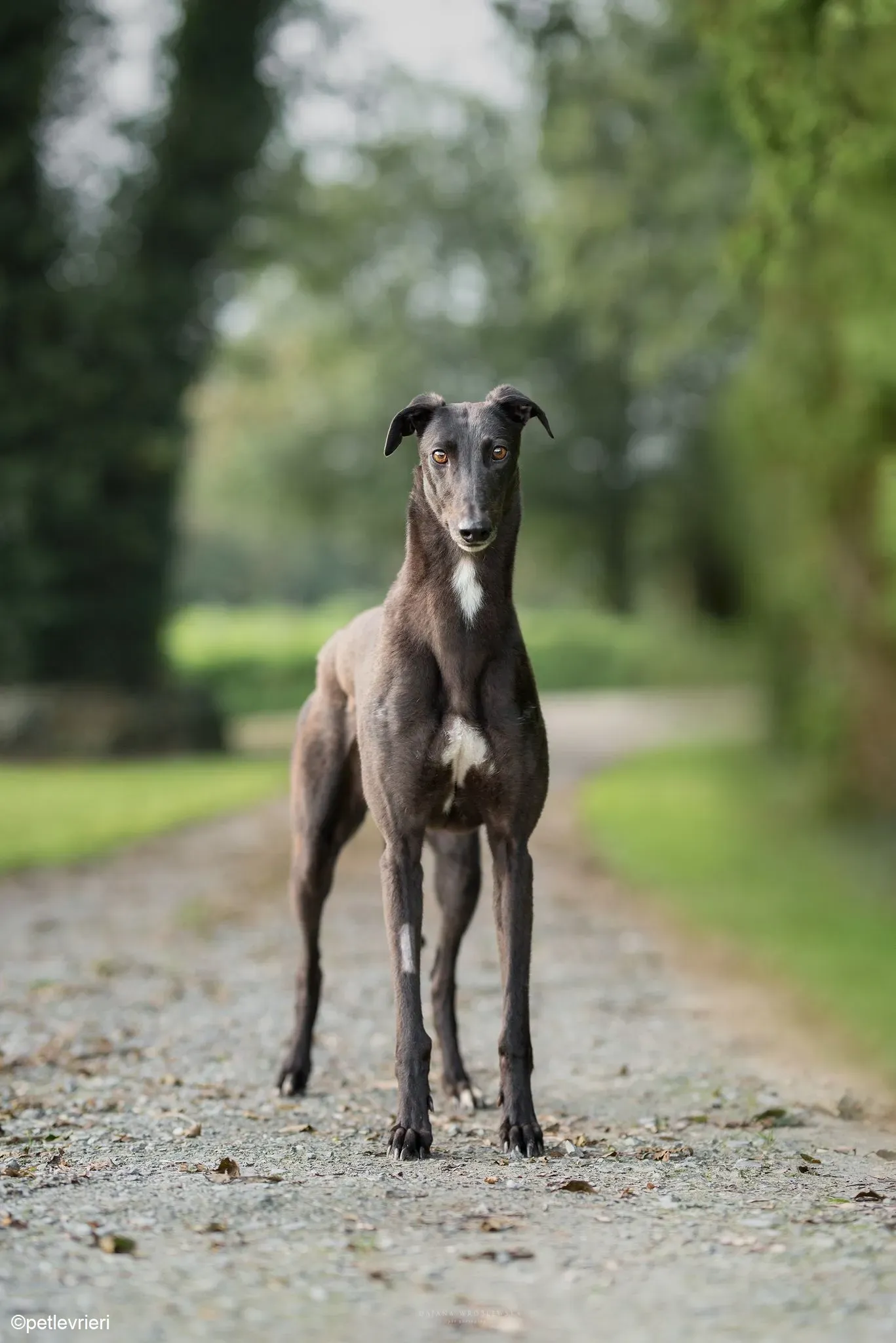 Ebony adozione levrieri greyhound 3 1