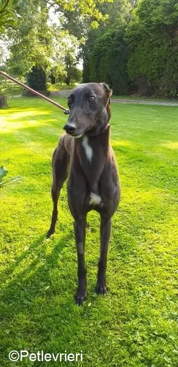 Ebony adozione levrieri greyhound 4