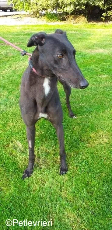 Ebony adozione levrieri greyhound 5