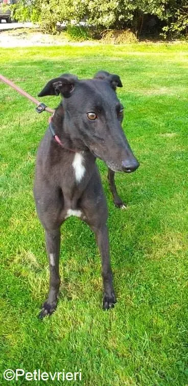 Ebony adozione levrieri greyhound 6