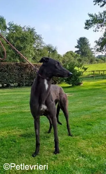 Ebony adozione levrieri greyhound 7