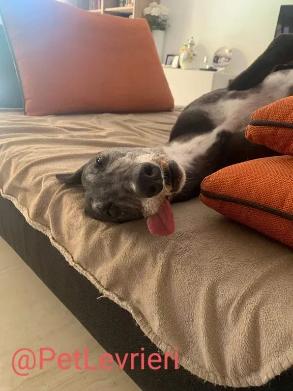 Eedie adozione levirieri greyhound 20