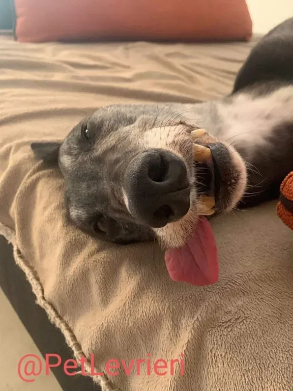 Eedie adozione levirieri greyhound 21