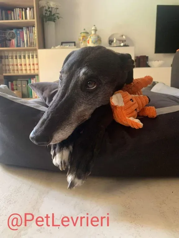 Eedie adozione levirieri greyhound 22