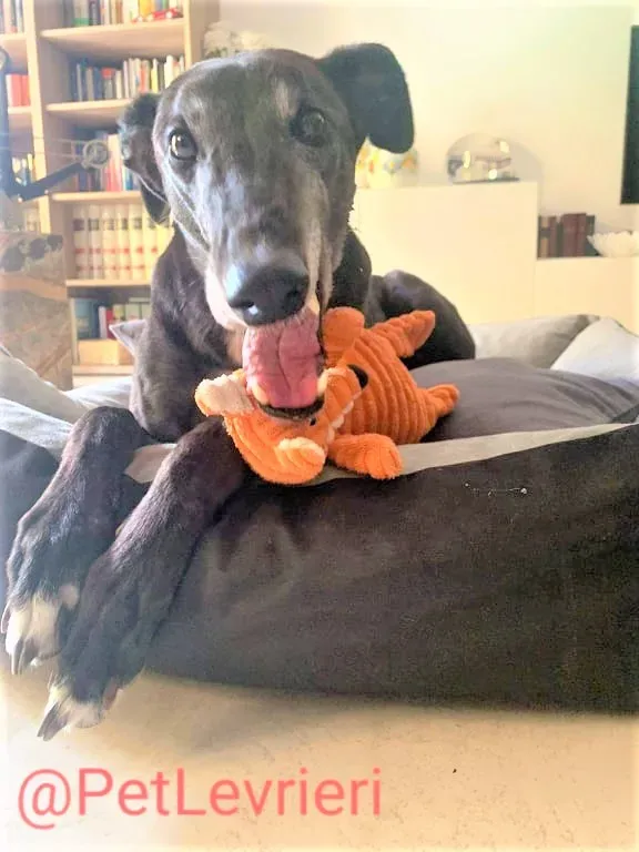 Eedie adozione levirieri greyhound 23 2