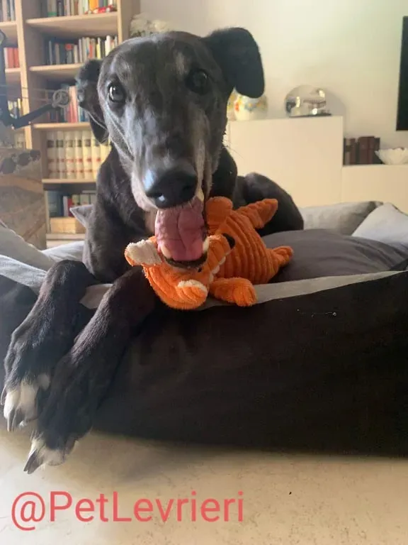 Eedie adozione levirieri greyhound 23