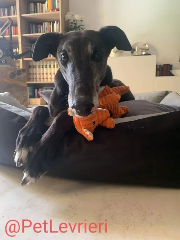 Eedie adozione levirieri greyhound 24