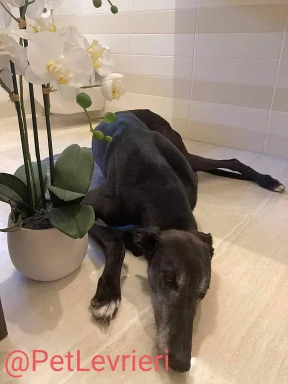 Eedie adozione levirieri greyhound 25