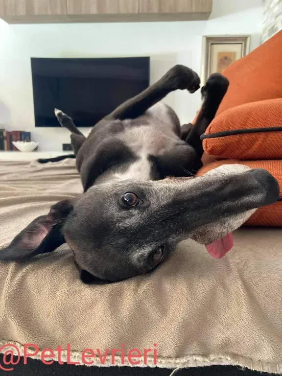 Eedie adozione levirieri greyhound 26
