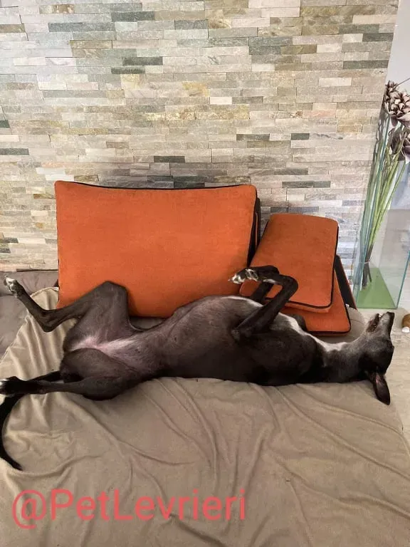 Eedie adozione levirieri greyhound 27