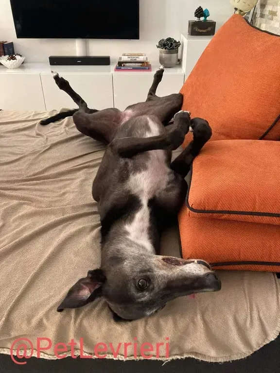 Eedie adozione levirieri greyhound 28