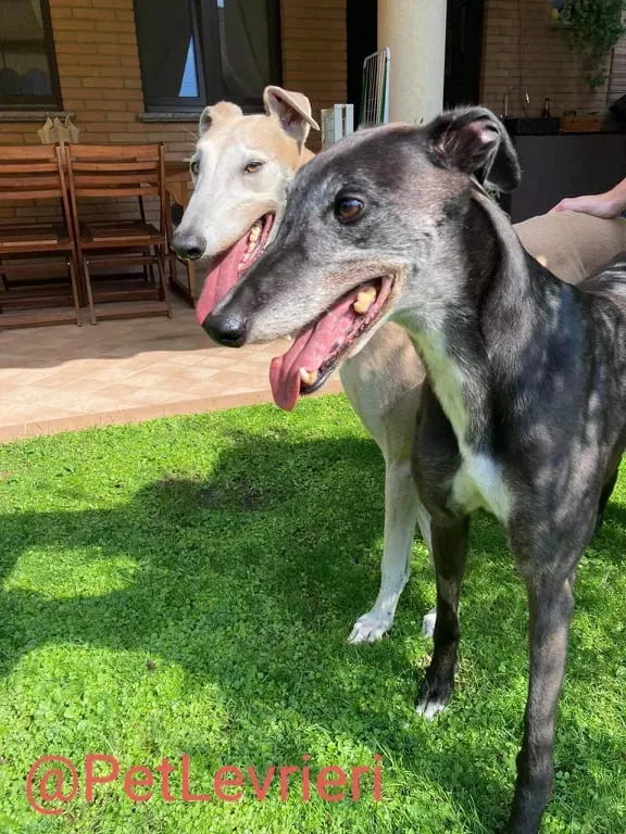 Eedie adozione levirieri greyhound 30