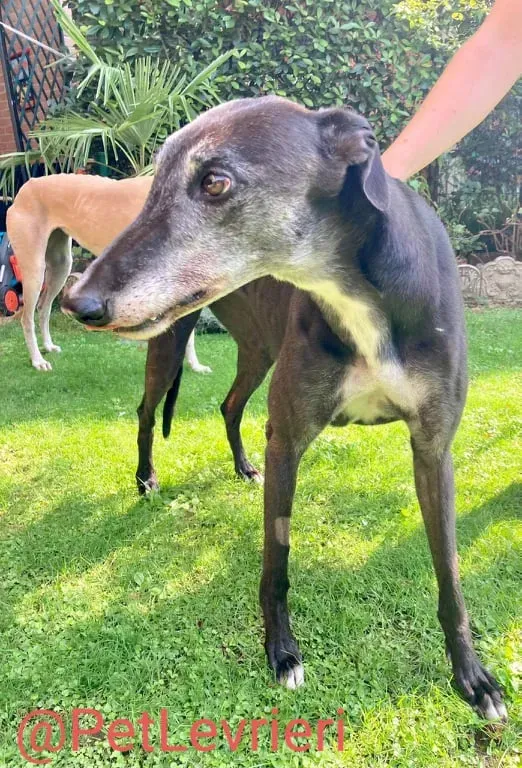 Eedie adozione levirieri greyhound 31