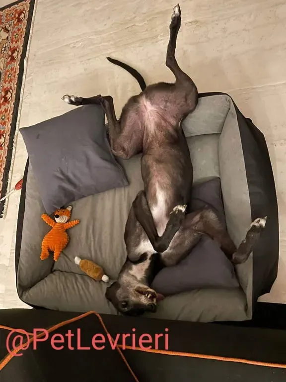 Eedie adozione levirieri greyhound 32