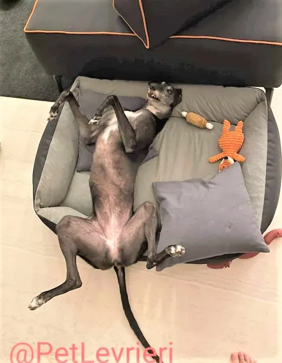 Eedie adozione levirieri greyhound 33